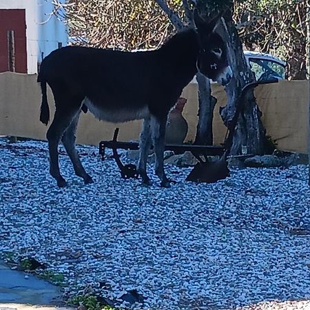 Casa Janeiro Alentejo Portalegre Exterior foto